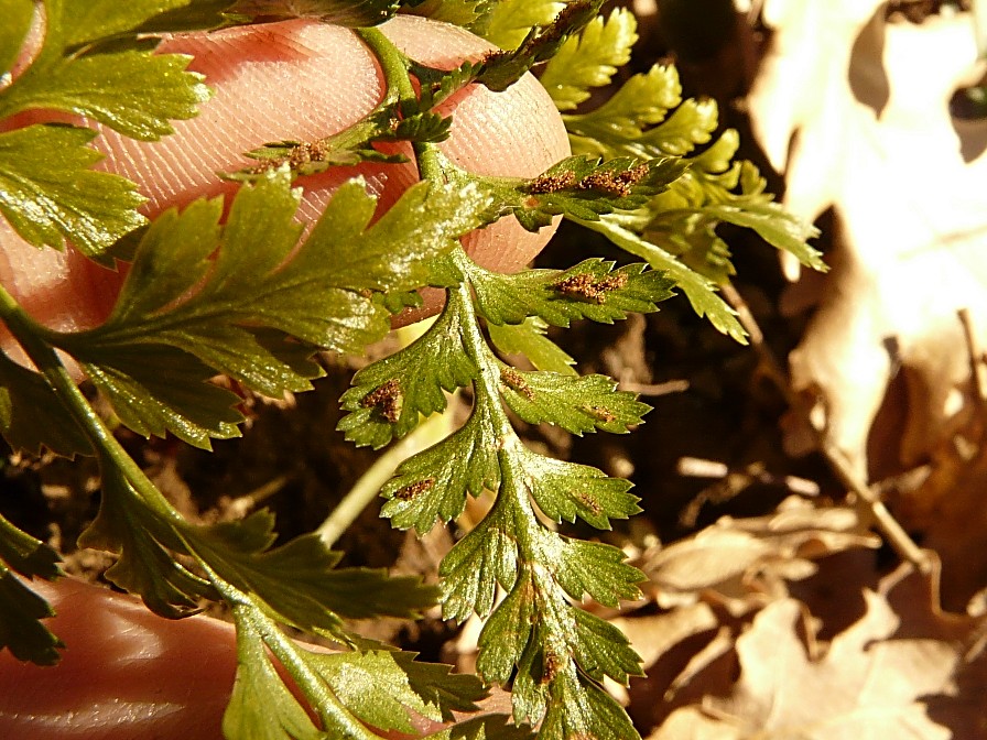 Asplenium cfr. adiantum-nigrum